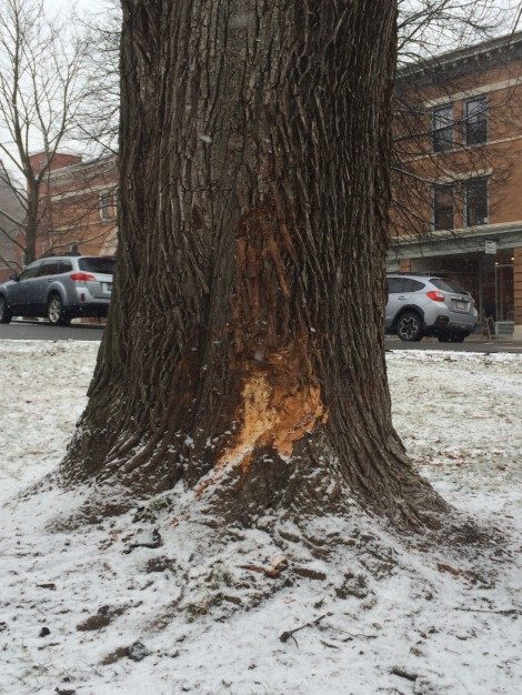 The gash left in the Norway maple as a result of the impact from Winters' car. This tree has now been cut down, not as a result of the accident, but as part of the tree removal in downtown Great Barrington, a consequence of the lMain Street Reconstruction Project.