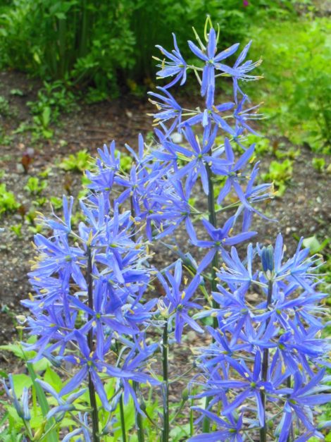 Camassia sp., Leichlinii or quamash, common names camas and Indian hyacinth, is native to western North America, It is a spring flowering bulb in the Berkshires. Showy 3’ tall flower spikes attract hummingbirds. Edible bulbs reported to have saved the Lewis and Clark expedition from starvation. Photo by Judy Isacoff