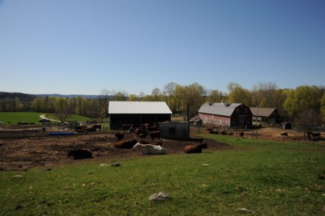 The Leahey Farm. Courtesy of Berkshire Grown.