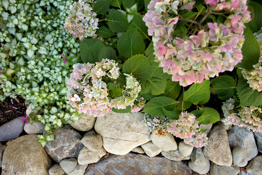 “Hydrangea ‘Endless Summer’ with Lamium ‘Purple Dragon’. This perennial blooms almost all spring and summer in the shade. Has wonderful leaf color tones. Photo: Michael Lavin Flower