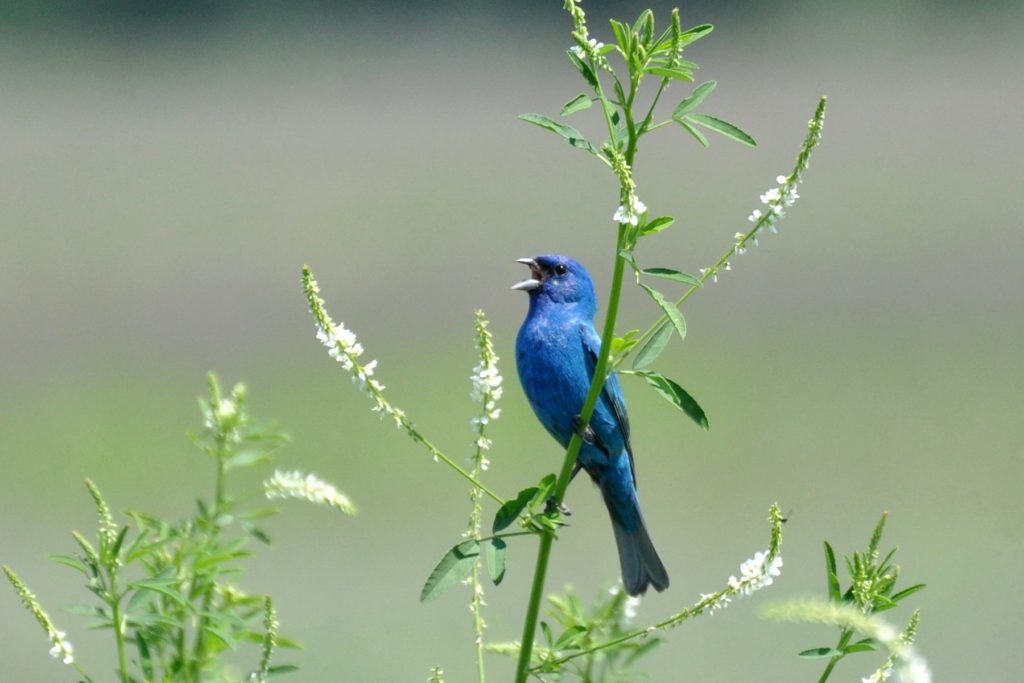 IN THE FIELD Indigo bunting, the dazzling songster The Berkshire Edge