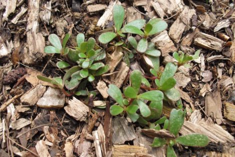Purslane, a staple at Taft Farms and an ingredient in the sauce for orecchiette at John Andrews.