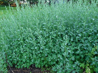 Lambs quarters