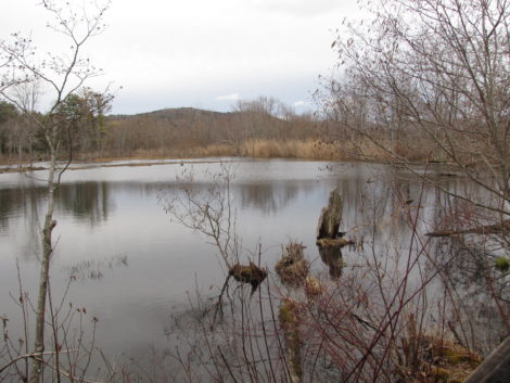 The Audubon Society's Canoe Meadows Wildlife Sanctuary in Pittsfield will be subject to a cleanup of PCBs.
