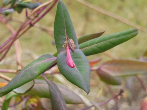 Native coral honeysuckle beginning to blossom in late December, 2015.