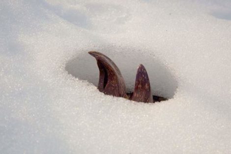 Skunk cabbage peeking through snow cover.