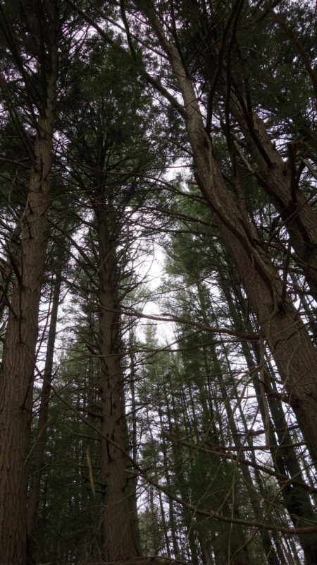 The forest canopy in Otis State Forest. Photo: Ben Hillman