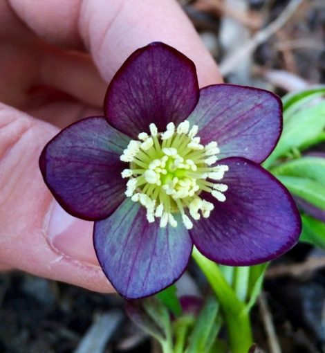 This small flowered purple form of a hellebore was a seedling cross in my Connecticut garden that I brought with me to Ashley Falls when I moved. While many growers seem to want larger showier blooms, I am often driven towards more delicate forms and shapes. I am saving seeds of it (after crossing it with itself) for my friends Dick and Judy Tyler at Pine Knot Farms in Virginia, which has been a source of hellebores for me since I first fell in love with the genus. Photo; Lee Buttala