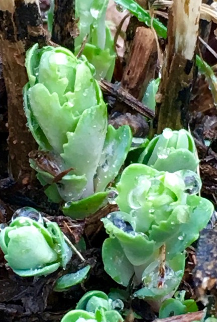 Working in the garden early in the season unearth all sorts of beautiful sights, such as these emerging buds of Sedum ‘Autumn Joy.'