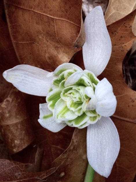 As the 'snow' in their name suggests, snowdrops are among the earliest bloomers in the yard. Photo: Lee Buttala