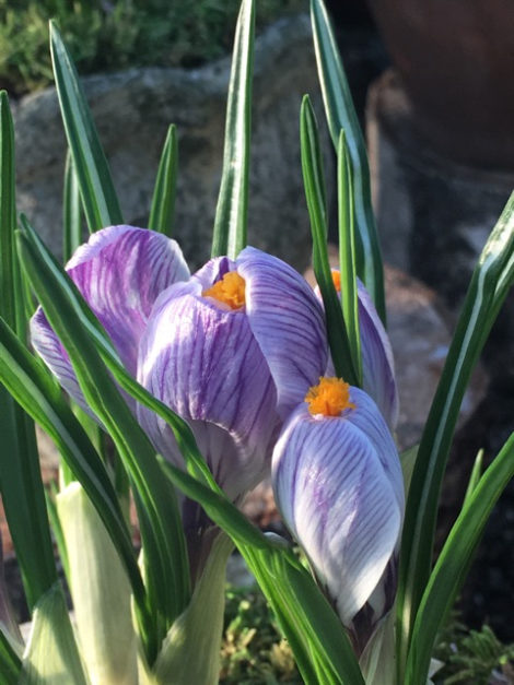 crocus