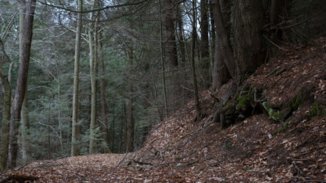 Old-growth trees in Otis State Forest were in the path of the proposed pipeline expansion. Photo: Ben Hillman