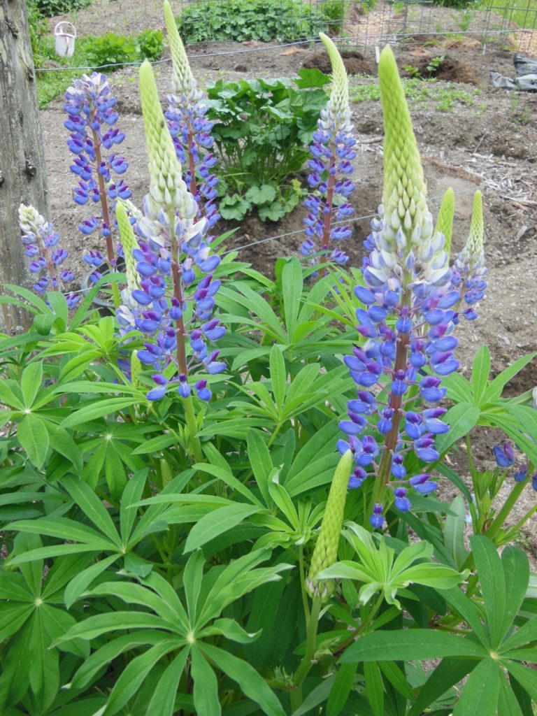 sundial lupin