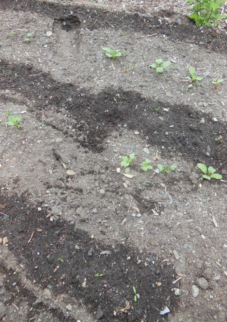 turga parsnip radish
