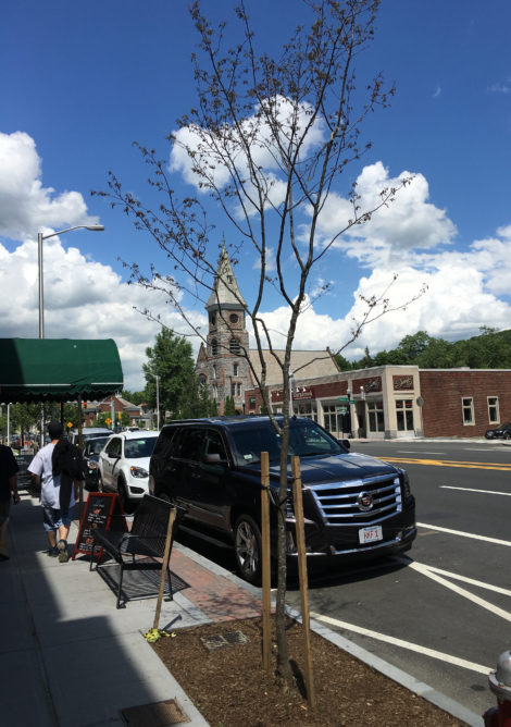 A dying shadblow in front of Fuel Coffeeshop.