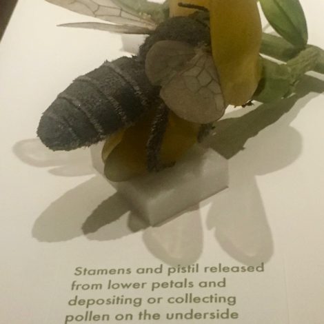 Runner beans are tripped by bumblebees whose vibrations allow the pollen to come in contact with the flower’s pistil, which begins the fertilization and fruit production process. The mature fruits or pods of this bean contain the seeds that we collect for eating or replanting. Photo: Lee Buttala