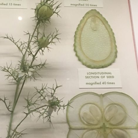 This replica of Nigella or love-in-a-mist has me looking at the specimens in my own garden with a renewed sense of the artistry of nature. Photo: Lee Buttala