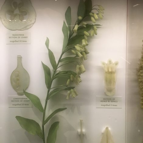 Solomon's Seal.... rendered in glass more than a century ago. Photo: Lee Buttala