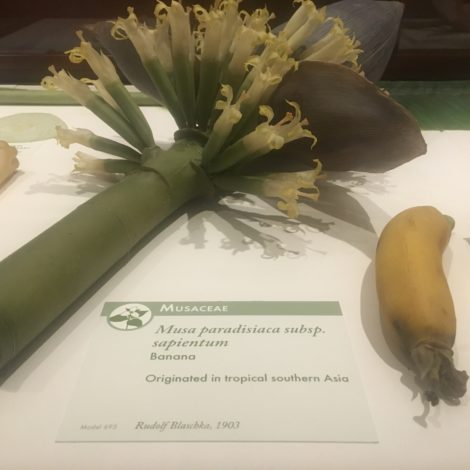 The flowers and fruit of a banana take us through the reproductive processes of flowering plants. Photo: Lee Buttala