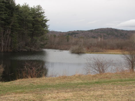 Canoe Meadows in Pittsfield, where the contaminated Housatonic River winds through this Audubon preserve. Photo: David Scribner