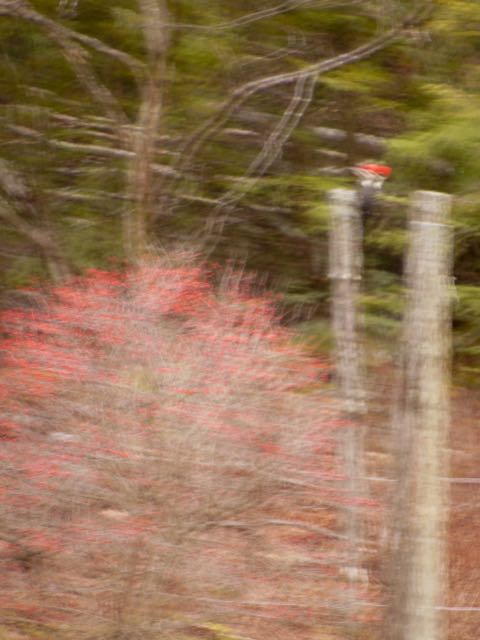 Pileated woodpecker standing on a cross piece between two poles to the right of a winterberry bush. Photographed through window glass from indoors. Photo: Judy Isacoff