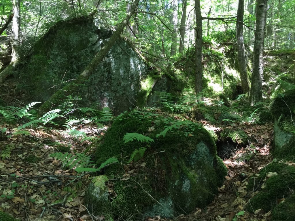 At the edge of the old-growth forest in Otis State Forest, some of which Tennessee Gas Company will clear to widen a pipeline corridor for its new storage loop. Photo: Heather Bellow