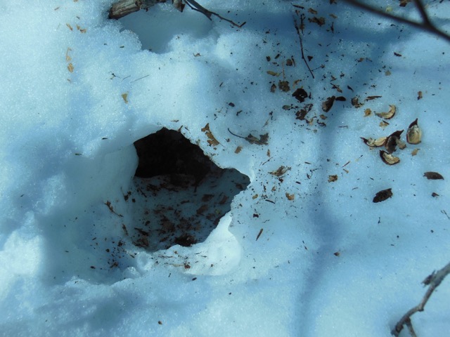 Red squirrel burrow with red oak acorn shells. Photo: Judy Isacoff