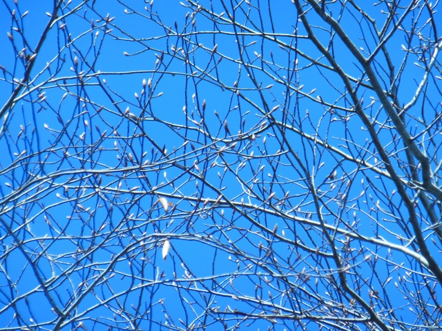 Crown of beech tree reflects spring light. Photo: Judy Isacoff