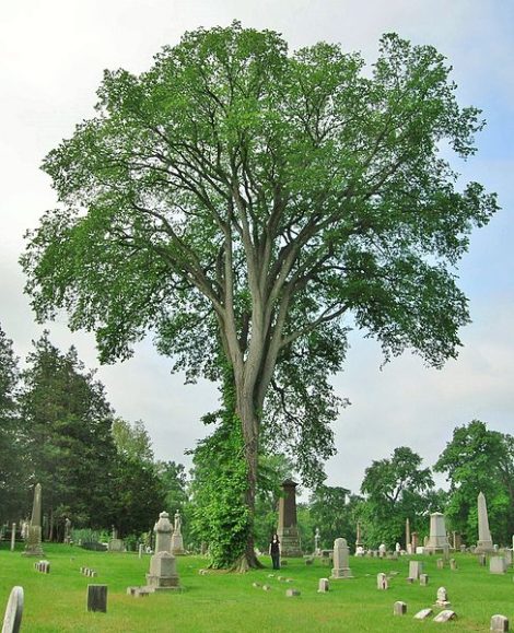 There is nothing like the cooling effect of a mature shade tree, such as a vase-shaped American elm, to protect a house and its roof (or some other form of resting place, such as this Hartford, Conn. cemetery) with protection from summer sun, but this effect may be psychological as well as physical. Shade lowers our temperature in more than one way. It provides us with a peaceful place in which to retire, literally and figuratively.