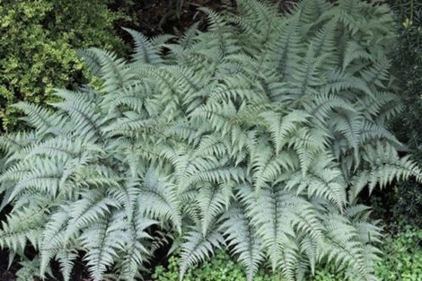 The ‘Ghost’ fern was selected by plantsman John Mickel. Its silvery leaves are the perfect foil to dark foliaged perennials.