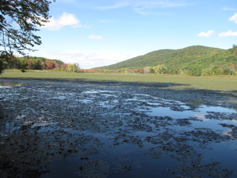 Woods Pond in Lenox Dale, Mass., that harbors a significant PCB impoundment. Photo: David Scribner