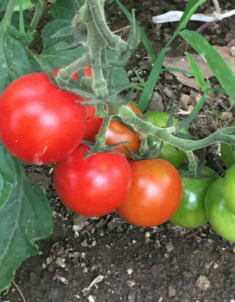 Heirloom tomatoes at Red Shirt Farm. Photo: Emma Bailey Ryan