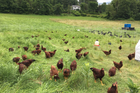 Chickens on pasture at Red Shirt Farm. Photo: Emma Bailey Ryan