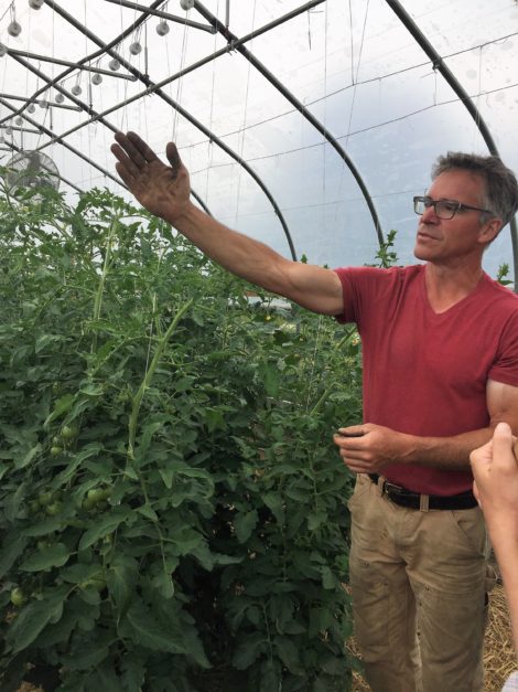 Jim Schultz showing his tomato growing trellis system. Photo: Emma Bailey Ryan