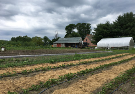 Vegetable fields, greenhouse and packing shed of Red Shirt Farm. Photo: Emma Bailey Ryan