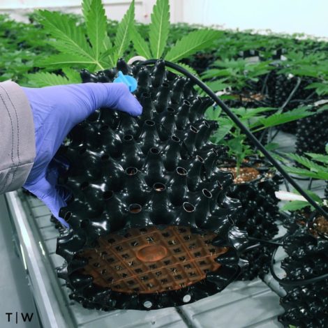 The specially designed receptacle for growing medical marijuana that allows measured irrigation. Photo courtesy of Wellness Theory