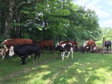 The cows move every few days from one pasture to the next.