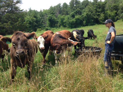Intern Clio Bersani delivers water to the cattle when they settle into their new pasture..