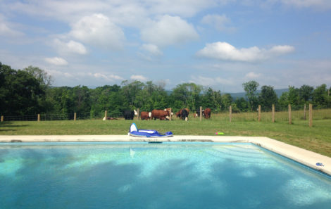 Sometimes, the cows graze adjacent to this property's swimming pool.