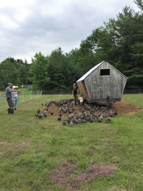 The laying hens leave their coop for a day of free ranging on pasture.