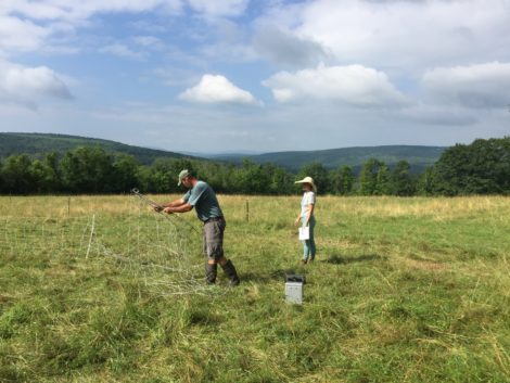 Electric fencing must be set up before the animals can be moved - to keep the animals in and the predators out.