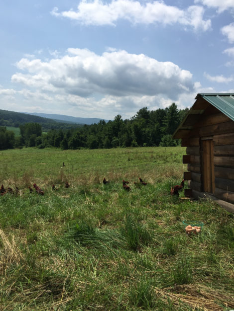 Sure hope these chickens appreciate the view.