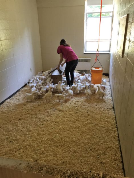 Classrooms at the former Kolburne school have been converted into shelters for the brooding chicks while they grow.