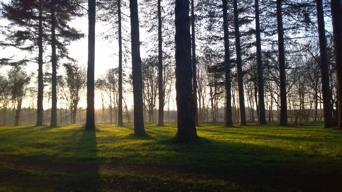 standfortrees The Berkshire Edge