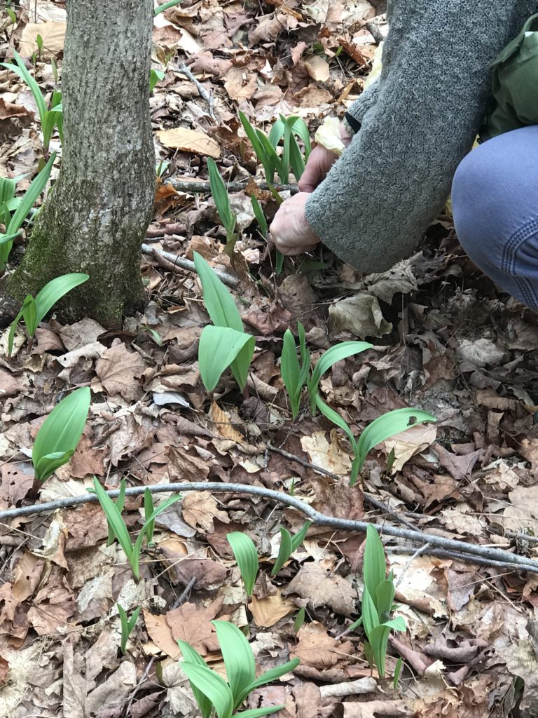 A new twist on an old Passover recipe 'Ramp matzo brei' The