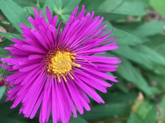 Asters