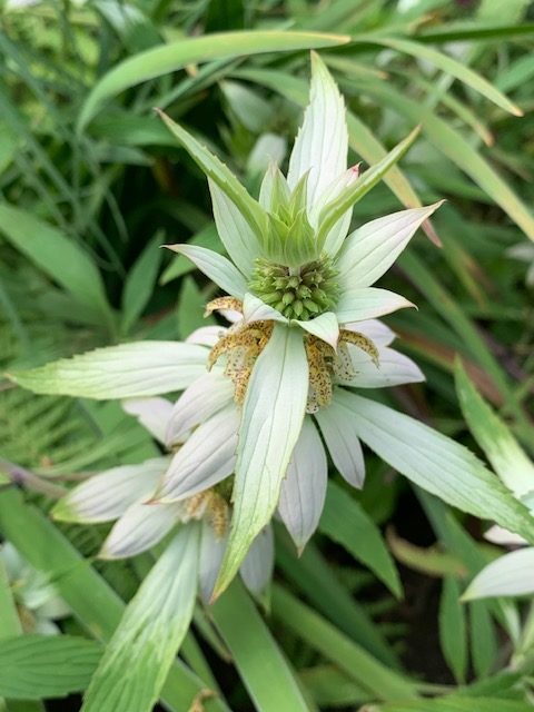 baume d'abeille blanche