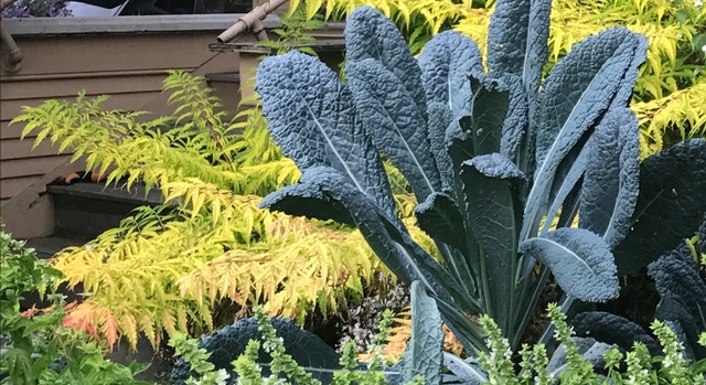 Chou frisé dans le jardin
