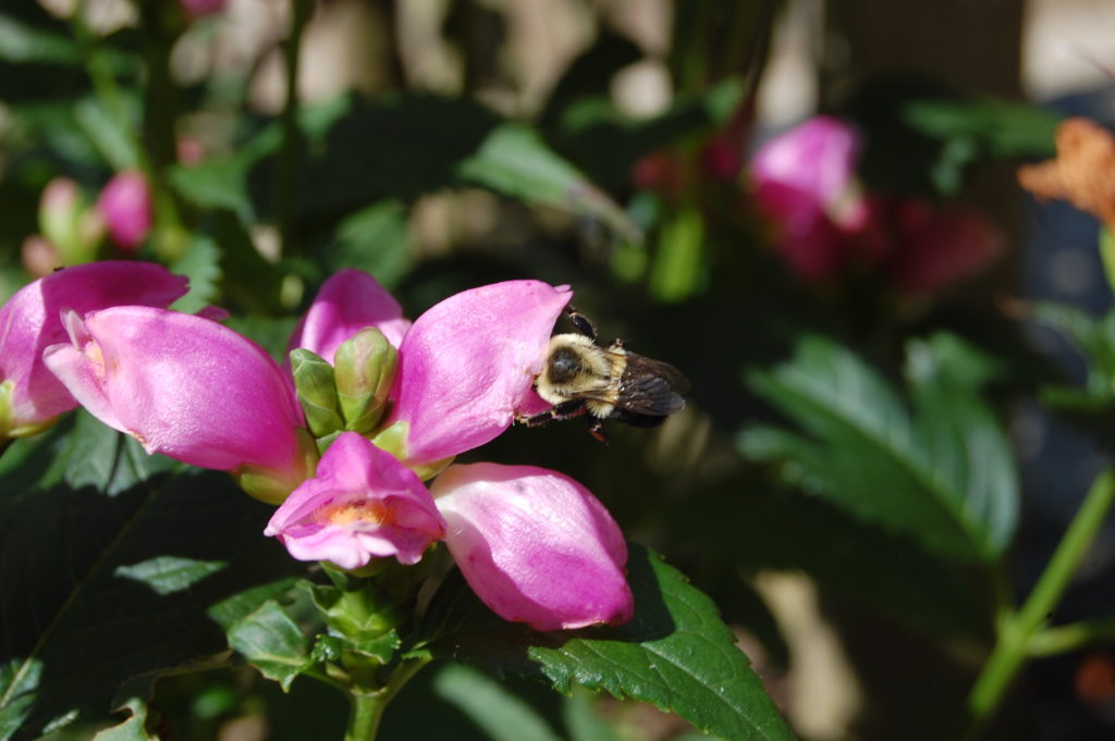 Tête de tortue rose (Chelone) avec abeille