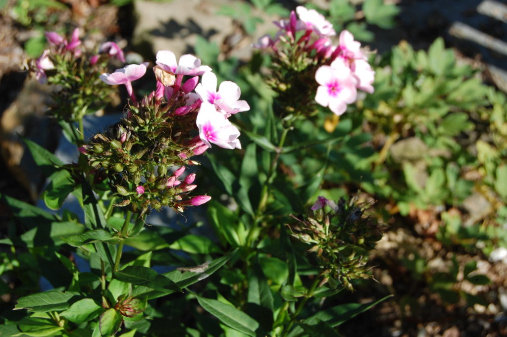 Phlox de jardin
